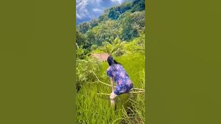 WIS ANGEL ANGEL #funny #lucu #comedy #humor #ngakak