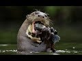 Nutria Gigante Comiendo Pescado - Giant Otters Eating Fish