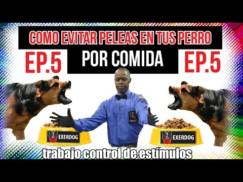 Video: Cómo Transferir A Un Perro A Una Comida Diferente