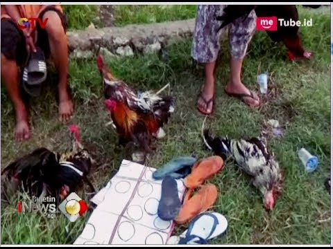Pakai Pistol, Polisi Gerebek Judi Sabung Ayam di Makassar - BIP 30/04
