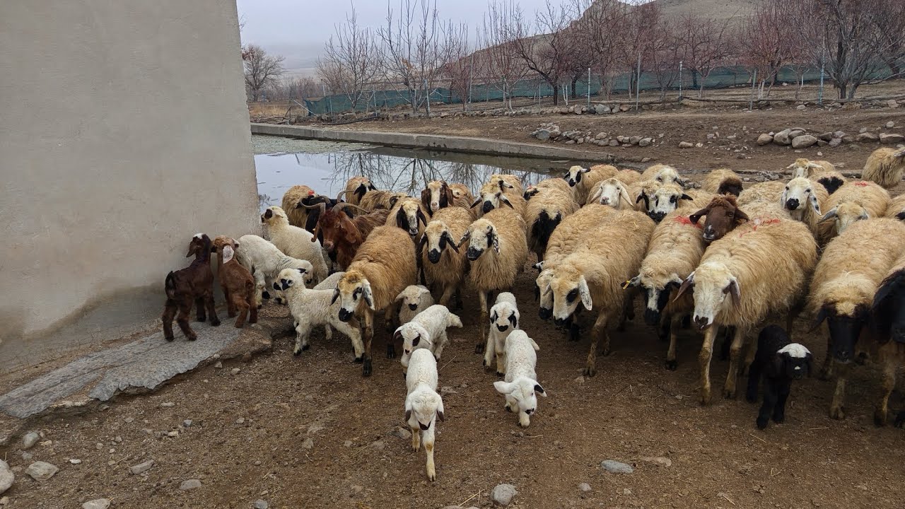 پیاده روی بره ها با مادرانشون 