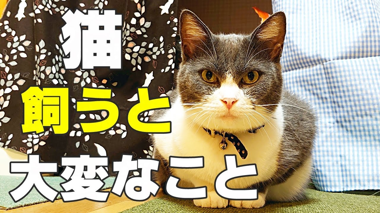 保護猫 猫を飼いたい人必見 猫を飼うと大変なこと６選 大変なことへの対策についても解説 Youtube