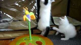 Aytasi Cattery - Turkish Van Kittens Playing - 4 Weeks Old by Carol Edquist 372 views 13 years ago 1 minute, 17 seconds