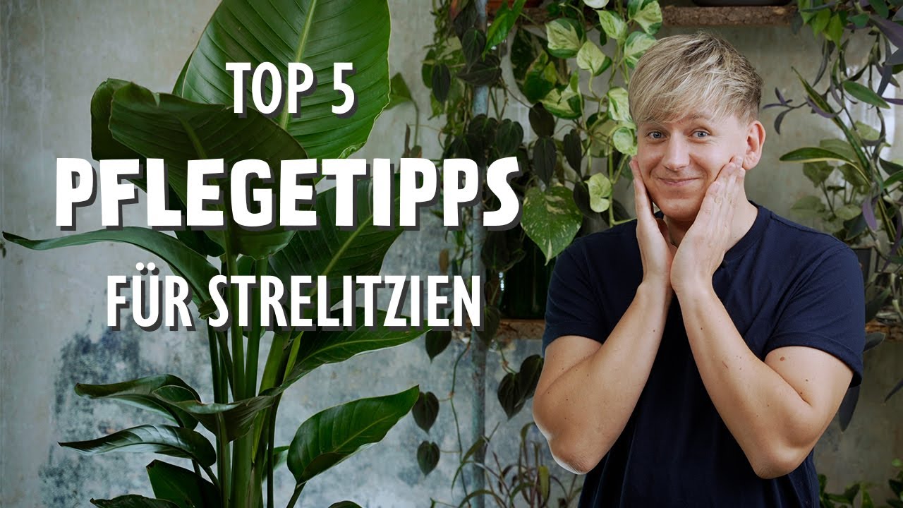 Die 5 BESTEN Pflegetipps fr deine Strelitzia (Paradiesvogelblume)