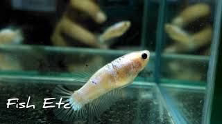 Cellophane Hmpk Betta Pair