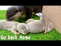 【カワウソ赤ちゃん】 おうちに帰ろう! GO back Home!【Mari's story】
