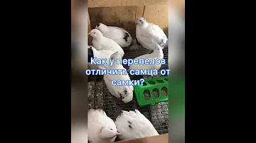 КАК У ПЕРЕПЕЛОВ ОТЛИЧИТЬ САМЦА ОТ САМКИ?