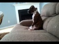 Boxer puppy watching a scary movie..... He's too scared to watch!