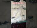 spilit ac indoor coil foam spray and washing #trendingreels #viral #manish #activepost #actechician
