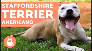 Staffordshire terrier americano  Características y cuidados