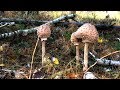 ГРИБЫ ЗОНТИКИ Macrolepiota procera, ОСЕННИЕ ОПЯТА  Armillaria mellea В ОКТЯБРЕ