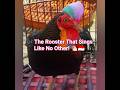 The Singing Rooster of Indonesia! 🐔🇮🇩