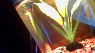 Capture 20120819 1