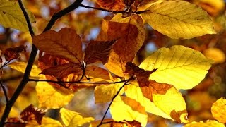 Почему листья меняют цвет. Зачем деревьям листья