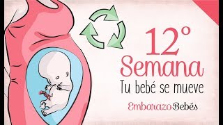 SEMANA 12 de #Embarazo | 3º Mes | Semana a semana