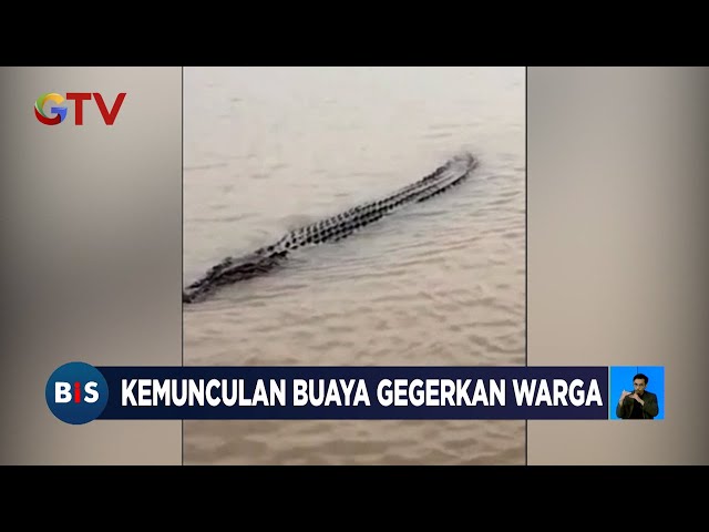 Kemunculan Buaya 6 Meter di Sungai Musi Gegerkan Warga Palembang - BIS 02/03 class=