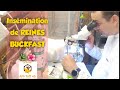 Insmination de reine buckfast api toff 45 apiculture