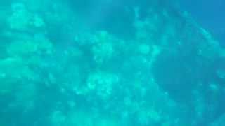 世界一の沈船「富士川丸」シュノーケリング-4