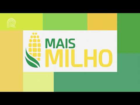 Mais Milho: Lavouras do cereal apresentam bom desenvolvimento  em Mato Grosso do Sul | Canal Rural