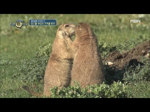 [정답공개] 프레리도그 - 좋은 앞니 있으면 소개시켜줘♪