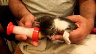 kittens bottle fight.avi