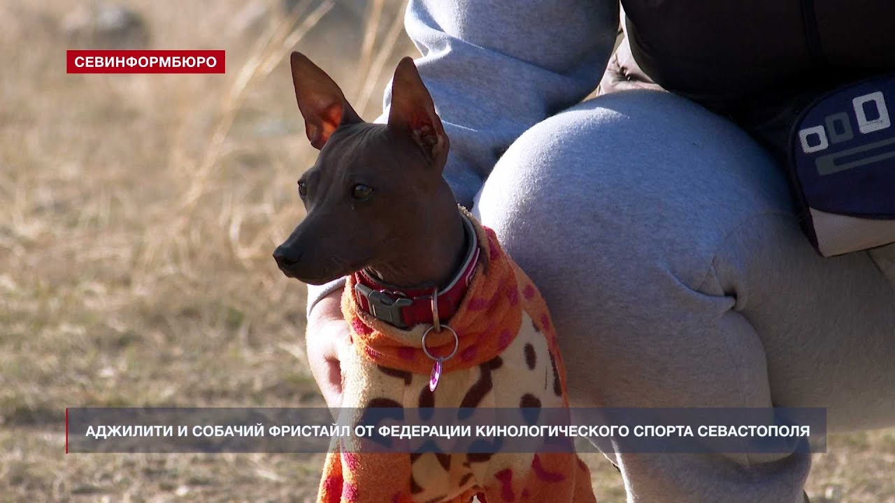 Доступна всем желающим. Собачий фристайл. Фристайл с собакой. Классы фристайла с собаками.