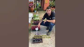 3 Plantas de forração para jardim