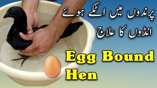Egg Binding in Hen | An egg Bound Bird