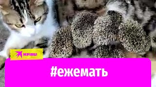 #ежемать: Кошка из Ростовской области выкормила пятерых ежат