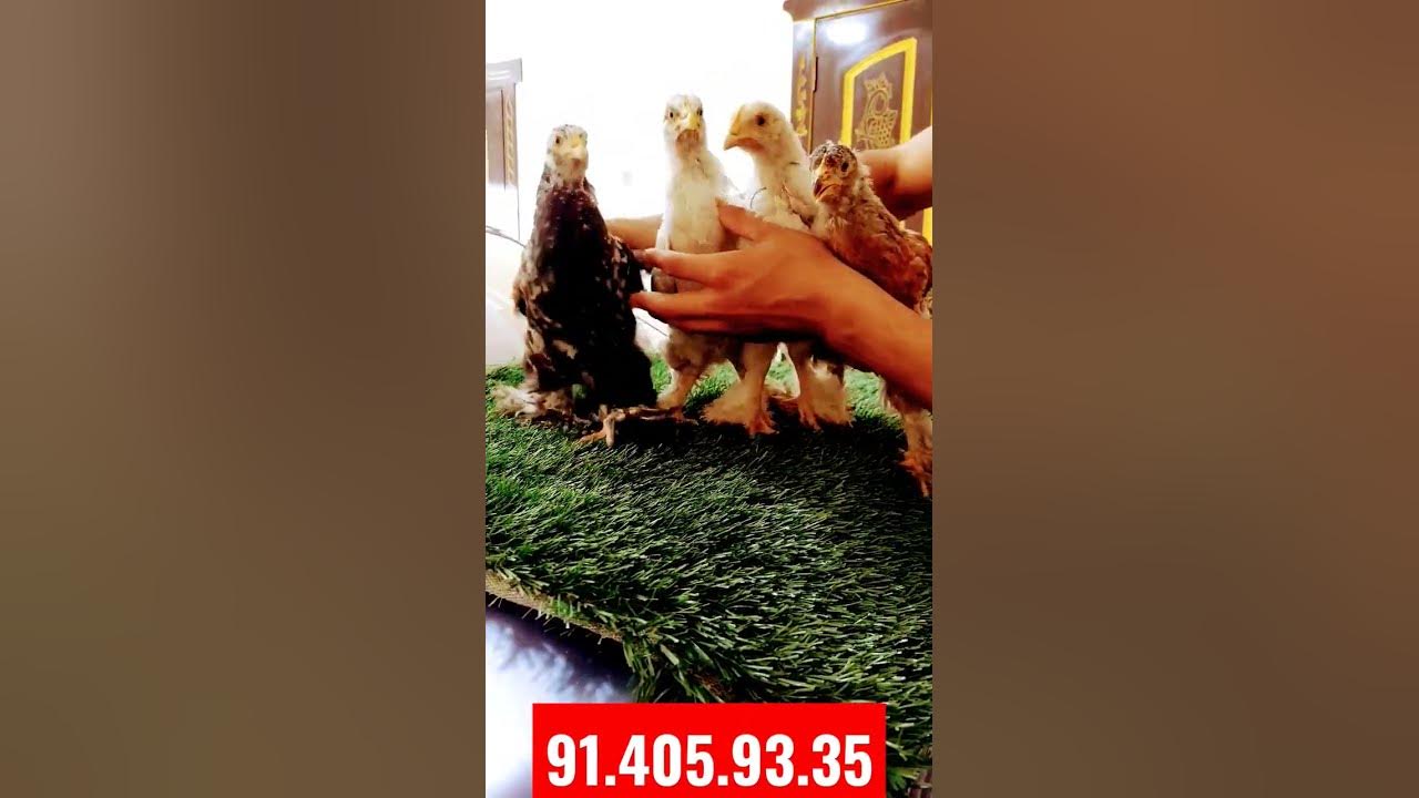 Ogzimda sik Katta eshakli lesbiyanlarning porno fotosuratlari