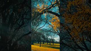 A walk in the park