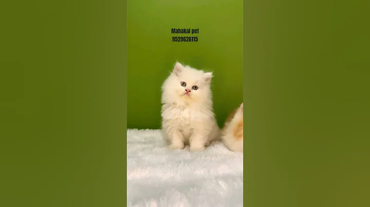 Video 11717091: persian cat pets, quality persian cat, longing