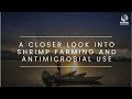 Rynan aquaculture webisode 5 a closer look into shrimp farming and antimicrobial use