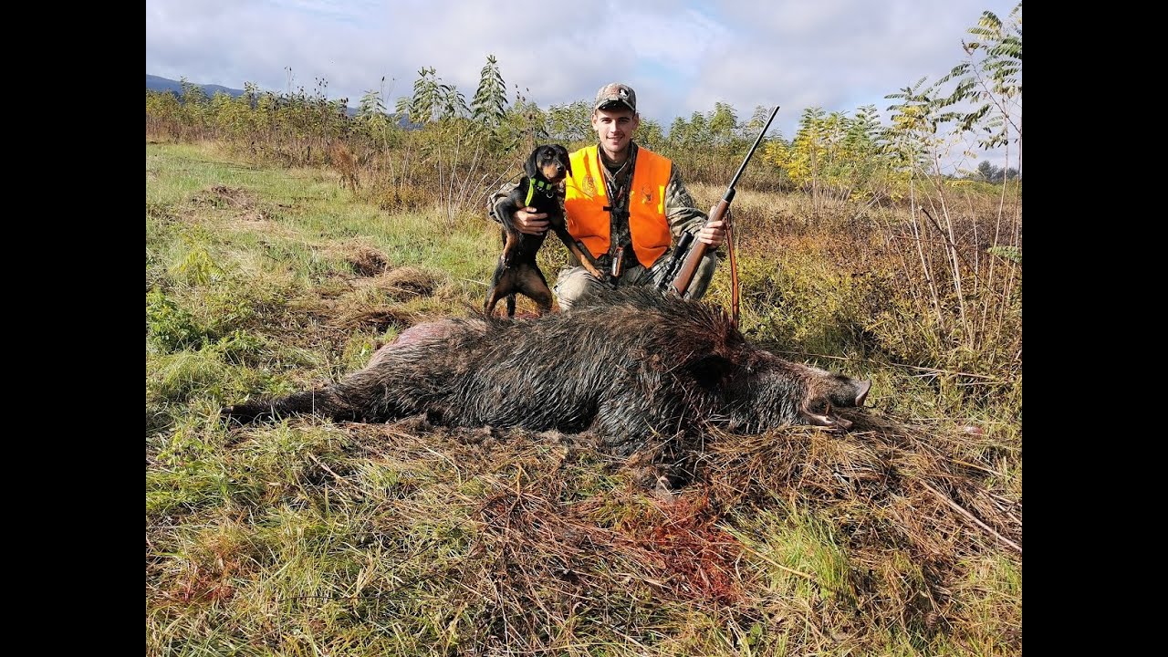 Driven wild boar hunting in Bosnia,keiler hunt,odstrel vepra,lov divlje