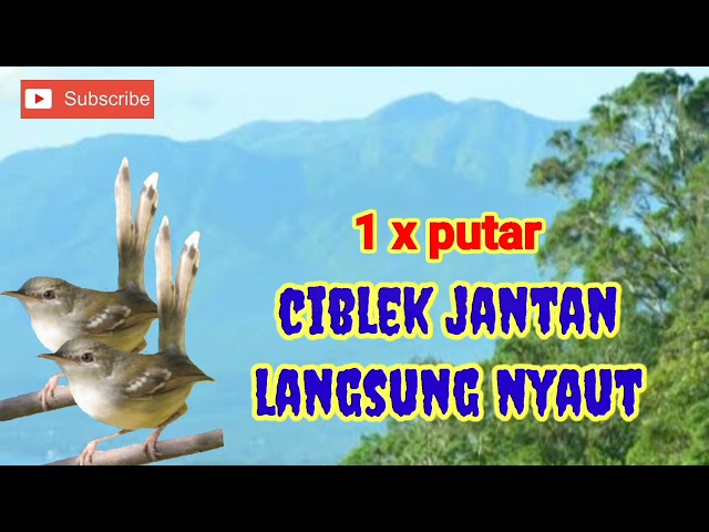 SUARA CIBLEK BETINA RIBUT||Suara CIBLEK BETINA MEMANGGIL JANTAN class=