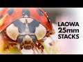 Laowa 25mm Handheld Focus Stacks of Insects 🐞🐜 (Macro Photography)