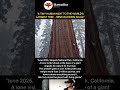 A Tiny Human Next to the World's Largest Tree – Mind-Blowing Scale #facts