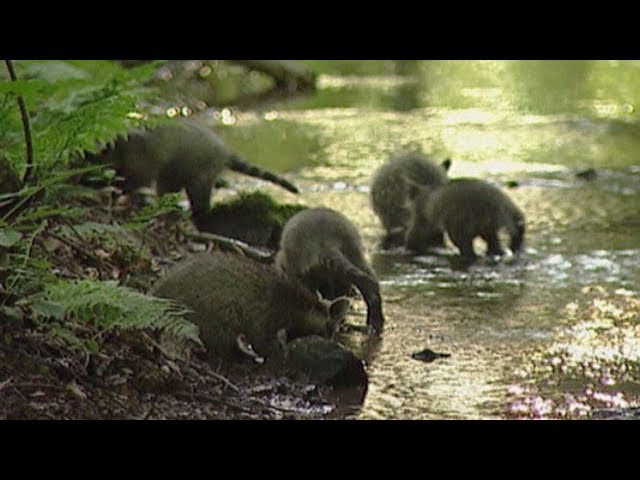 ᐅ Waschbär vertreiben: So verjagst du ihn dauerhaft von Haus & Hof!