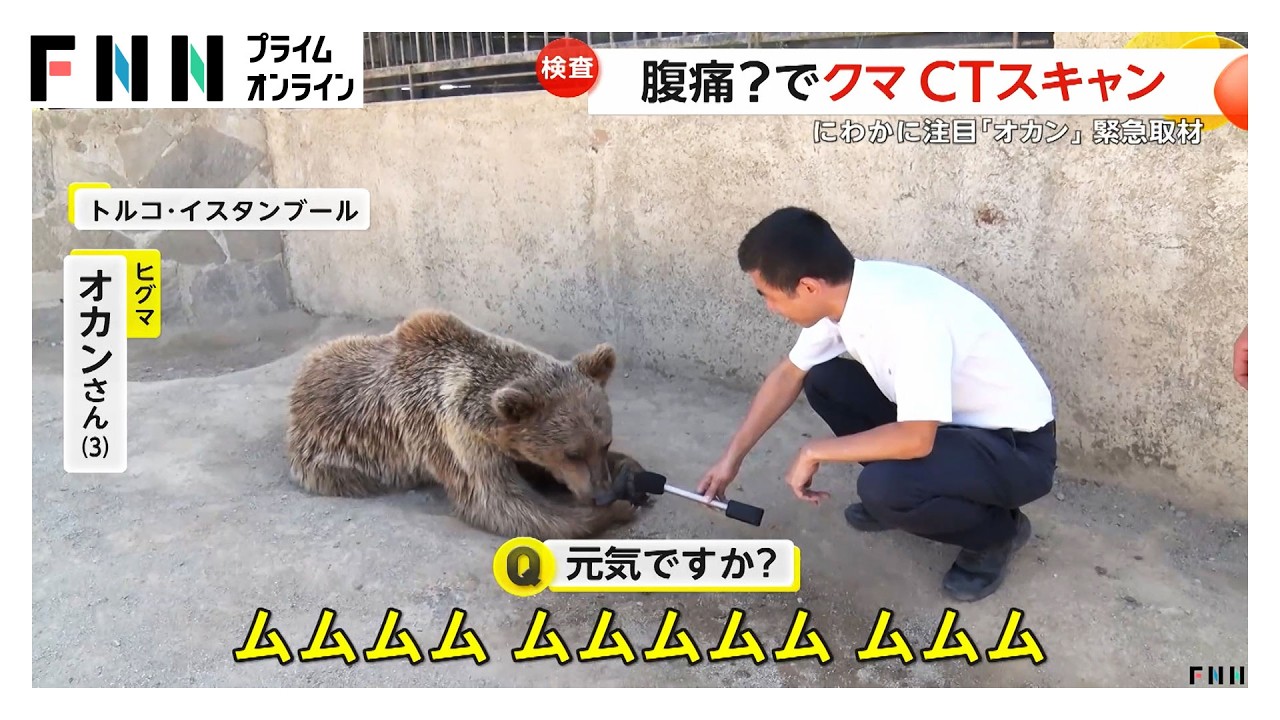 体重300キロのヒグマが病院搬送　CTスキャンで「ガスが溜まった腹痛」も元気に回復　トルコの動物園を独自取材