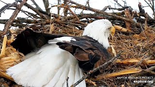 Decorah North Nest | Female laid her 2nd egg ~ 02-24-2020