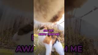 This Didint End Well.