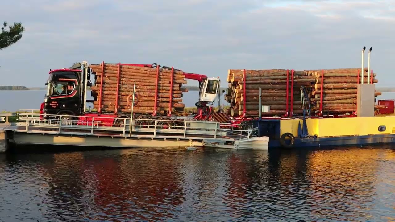 Lossi niiaa nöyrästi tukkirekan painon alla @Puutossalmi Kuopio