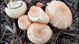 Agaricus augustus - Champiñón majestuoso - The prince