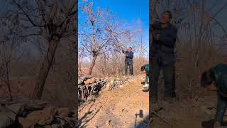 Download Lagu Extract oil from Xanthoceras sorbifolium fruits MP3