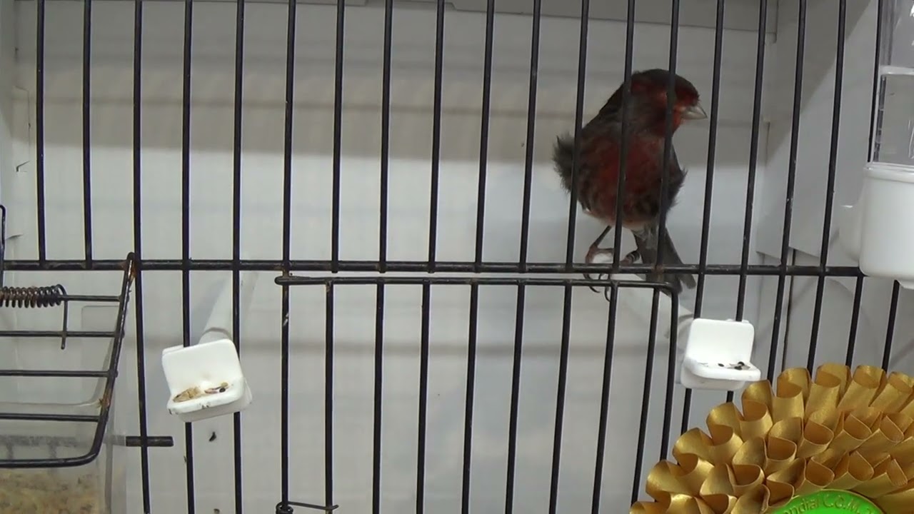 Black onyx red mosaic male, 93 points, Valdarnini Alfio