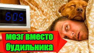 Почему мы часто просыпаемся до звонка будильника?