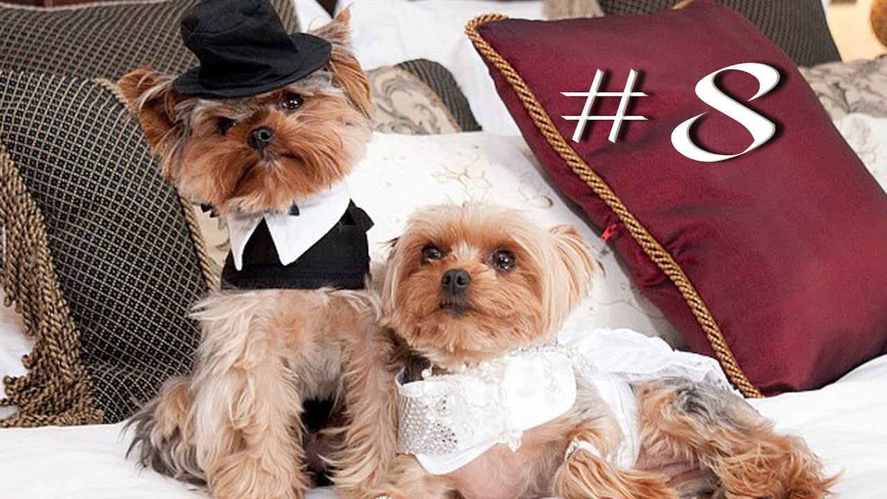 Йоркширский терьер. Половое созревание и вязка йорков