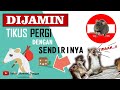 KISAH NYATA Rumah Bebas Tikus