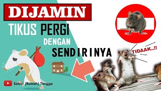 KISAH NYATA Rumah Bebas Tikus