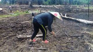 Sistem Penanaman Padi Dengan Cara Menugal